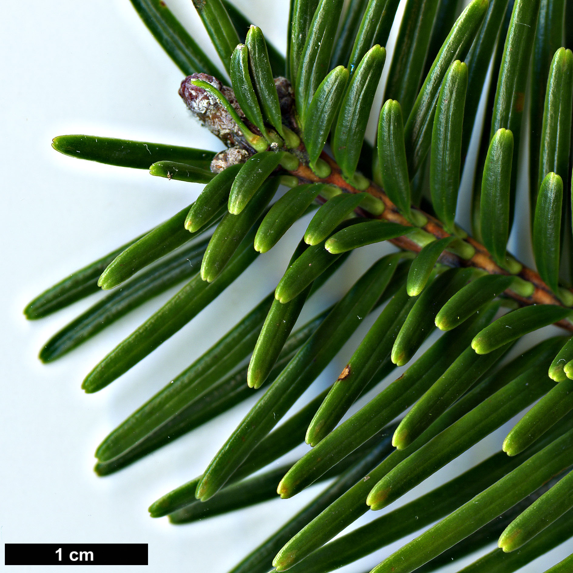 High resolution image: Family: Pinaceae - Genus: Abies - Taxon: forrestii - SpeciesSub: var. forrestii